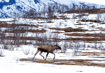 elk in Northern Norway,Tromso