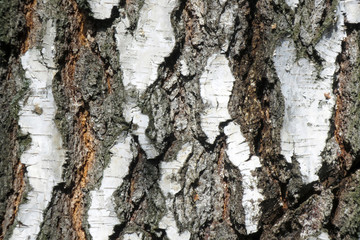 Russian birch trunk