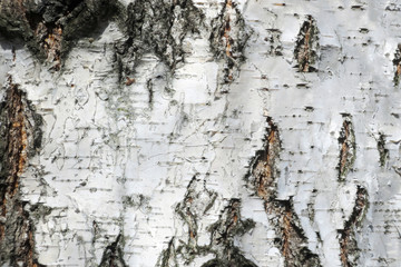 The bark of Russian birch