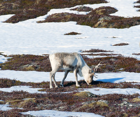Naklejka premium reindeer in its natural environment in scandinavia .Tromso