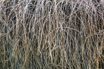 Dry branches descending to the bottom.