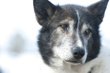 Portrait of husky dog, Tromso, Norway.Tromso wilderness centre