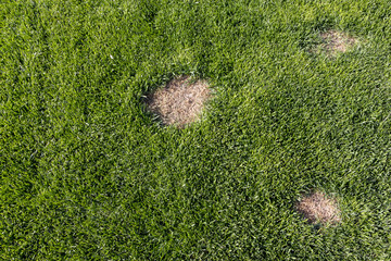 Lawn has suffered damage from a disease or pet. Need to update the lawn.