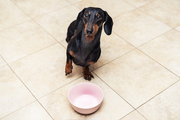 hungry dachshund dog behind food bowl and raising his paw up, against the background of the kitchen floor at home looking up  to owner and begging for food