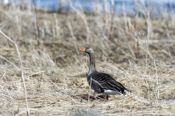 Grey goose, Norway