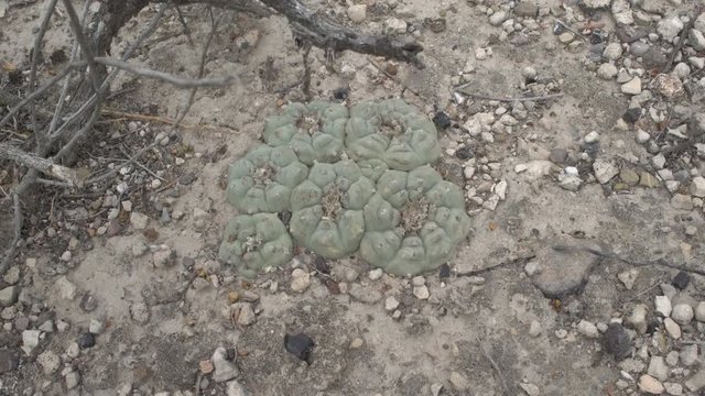 Group of Six Peyote Cactus in Ground in Potosi Desert