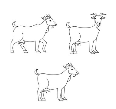 Set of cute goat vector flat illustration isolated on white background. Outline goat animal cartoon character
