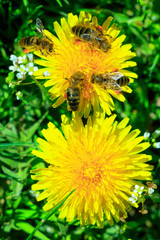 Dandelion with busy bees
