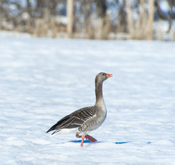 Grey goose, Norway