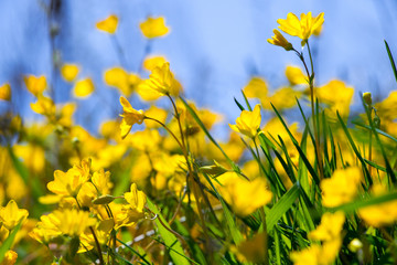 Fototapeta na wymiar buttercups in the meadow
