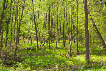Green forest marsh landscape.