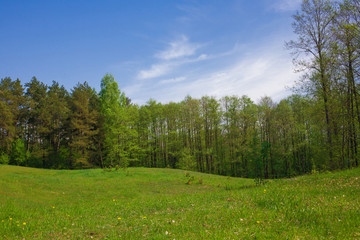 Summer idylic background. Green meadow in forest with blue sky landscape.