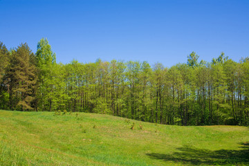 Green grass, forest and blue sky rural summer landscape.