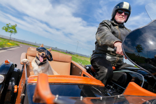 Shetland Sheepdog sits with sunglasses in a motorcycle sidecar