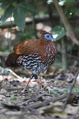 Crested Fireback (Lophura ignita). Female.  Taman Negara National Park, Malaysia