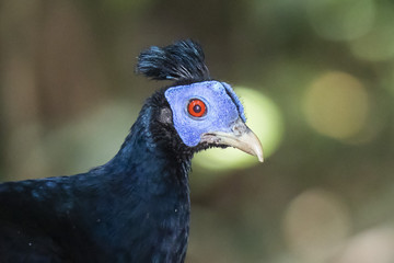 Crested Fireback (Lophura ignita). Male.  Taman Negara National Park, Malaysia