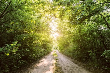 Fototapeta na wymiar nature wood road with sun shine 