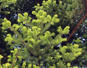 Naklejka premium 잣나무