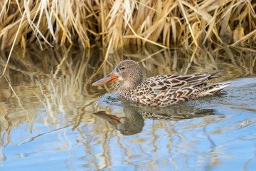Northern Shoveler