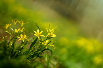 Spring flowers in the sun