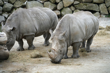 Naklejka premium close up on two rhinos in the zoo