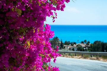 Panorama of a picturesque village in flowers on the beach