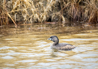 Pied Billed Grebe