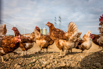 Freilaufende Hühner