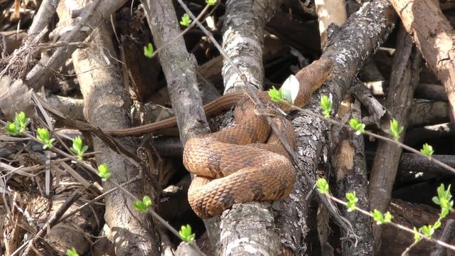 Georgia, Chattahoochee River, A coiled copperhead snake on limbs near the swamp