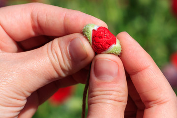 Poppy in the hand