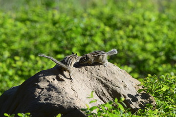 Two chipmunks playing on a rock