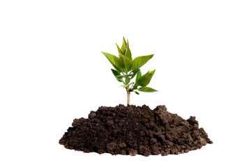 Young sprout growing in the soil on an isolated white background