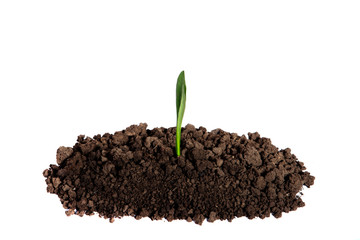 Young sprout growing in the soil on an isolated white background