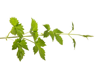 branch of hops on isolated background