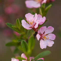 branch of cherry blossoms with beautiful pink delicate flowers and buds