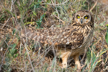 Short-eared owl (Asio flammeus) in natural habitat