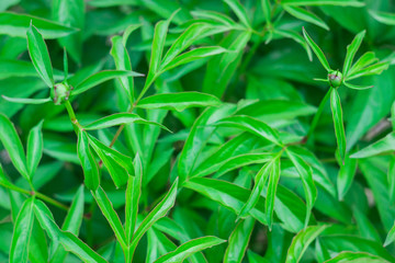 leaves of peonies