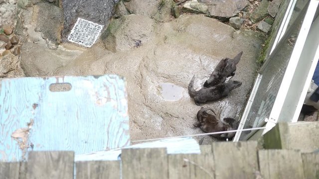 Family of otters in an exhibit near a water feature - as seen from above angle