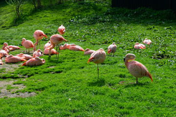 group of pink Chilean flamingo on grassy field. animals in wildlife