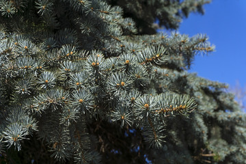 branches of blue fir in spring on a sunny day against the blue sky..