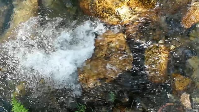&Aacute;guas calmas e transparentes na floresta