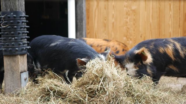 Kunekune pigs eating hay in enclosure