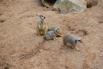 Fototapeta premium portrait of meerkat family, suricati suricatta, african native animal close up on sand 