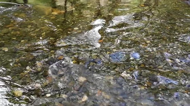 &Aacute;guas calmas e transparentes na floresta