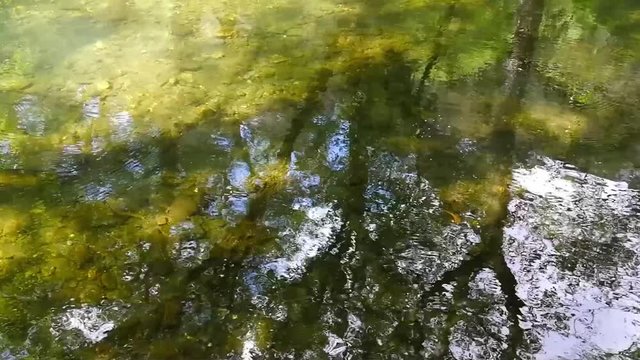 &Aacute;guas calmas e transparentes na floresta