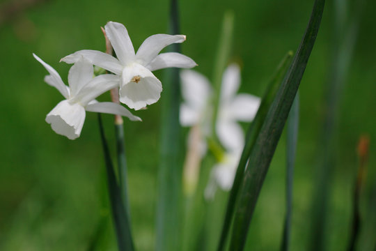 White Albiflorae Rouy Narcissus