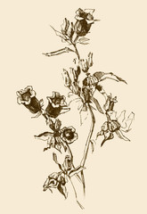 drawing  bellflower