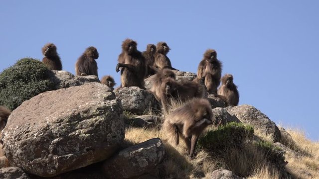 Gelada baboon group on top of a hill in the Simian mountains, medium shot.

They have a bright red breast why they are also called " bleeding hearts monkey", are solely vegetarian and very social. 