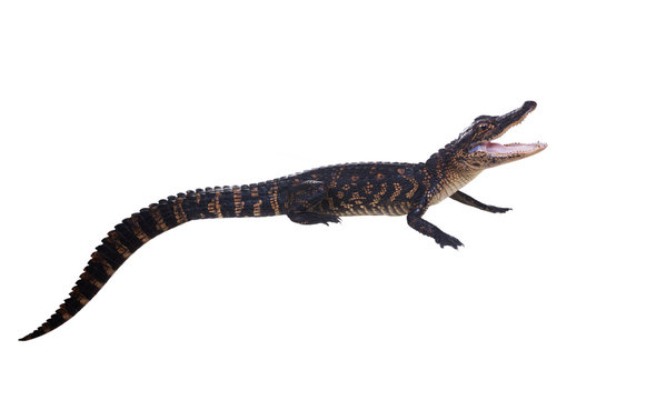 The young American alligator threatens to open his mouth. Isolated on white background