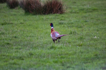 male pheasant
